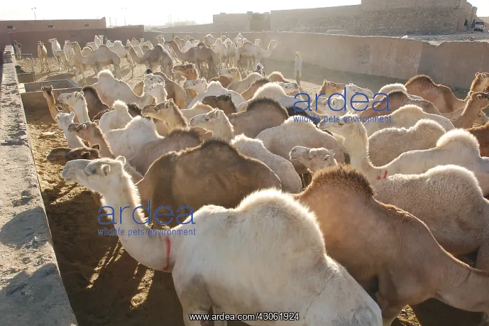 : Market Camels Tamanrasset Sahara Algeria : Market Camels Tamanrasset Sahara Algeria
