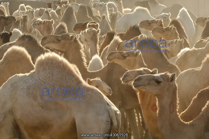 : Market Camels Tamanrasset Sahara Algeria : Market Camels Tamanrasset Sahara Algeria