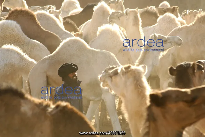 : Market Camels Tamanrasset Sahara Algeria : Market Camels Tamanrasset Sahara Algeria
