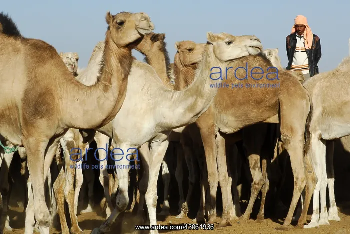 : Market Camels Tamanrasset Sahara Algeria : Market Camels Tamanrasset Sahara Algeria