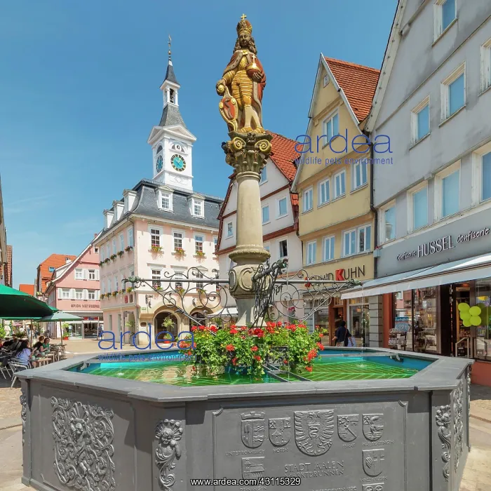 : Market fountain and historic town hall on the market : Market fountain and historic town hall on the market