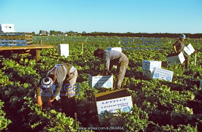 : Market garden lettuce being picked Werribee : Market garden lettuce being picked Werribee