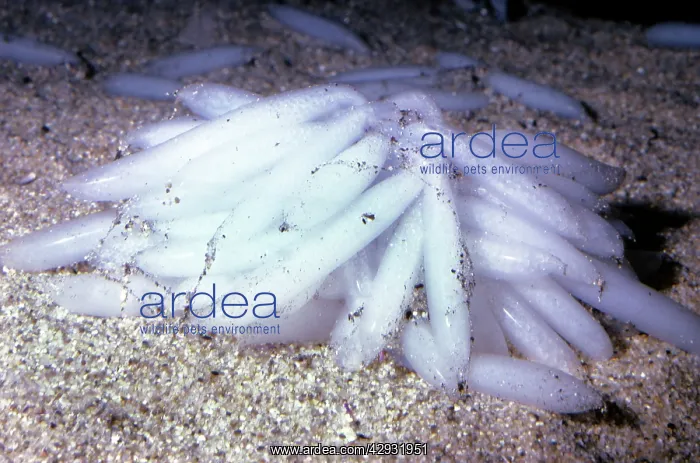 : Market Squid - eggs : Market Squid - eggs
