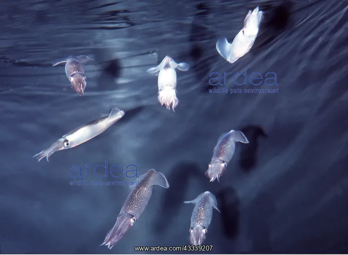 : MARKET SQUID - SMALL GROUP, Opalescent : MARKET SQUID - SMALL GROUP, Opalescent