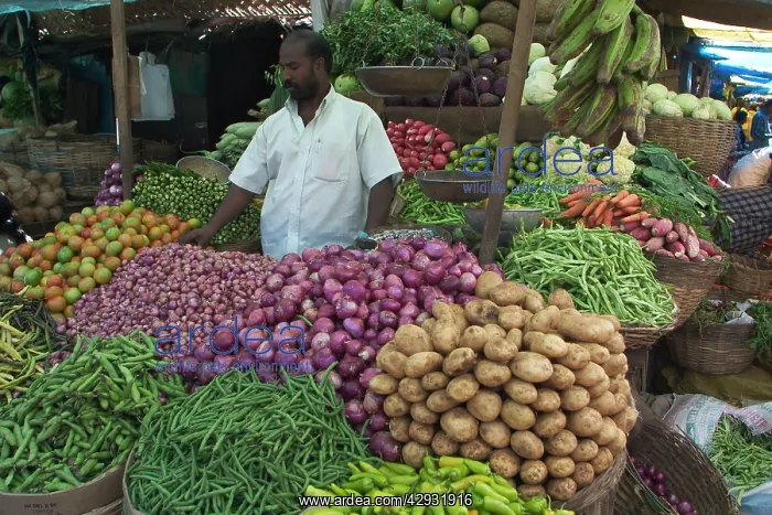 : Market vegetables : Market vegetables