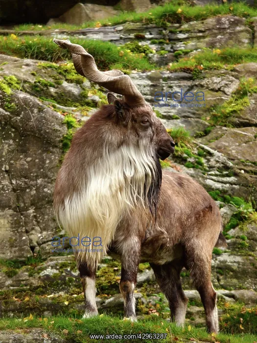 : Markhor Goat : Markhor Goat