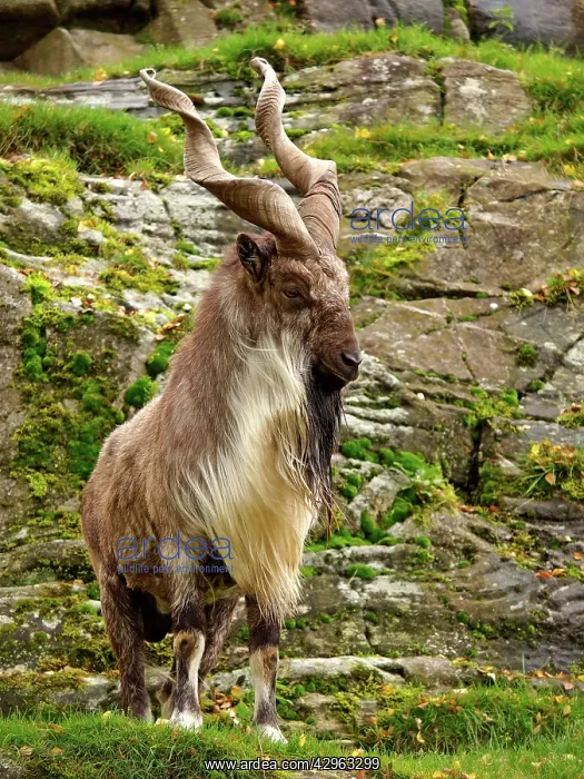 : Markhor Goat : Markhor Goat