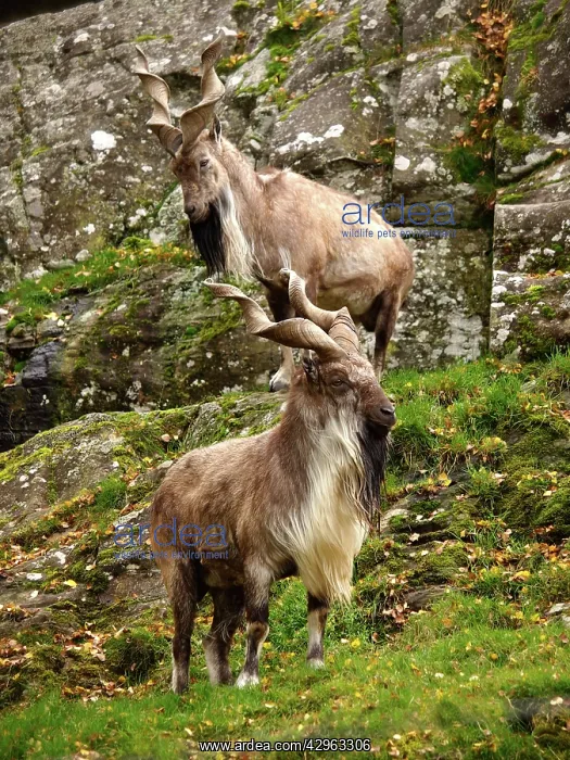 : Markhor Goat : Markhor Goat