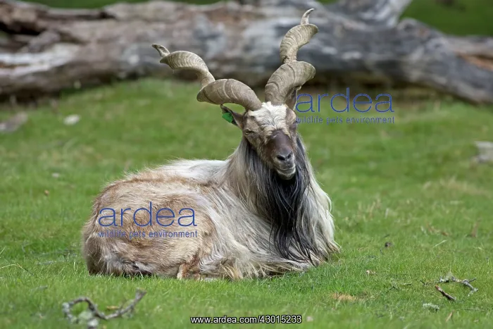 : Markor / Wild Goat : Markor / Wild Goat