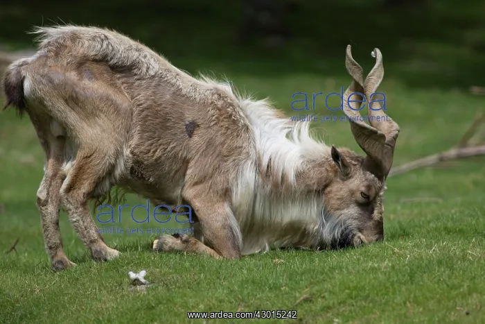 : Markor / Wild Goat : Markor / Wild Goat