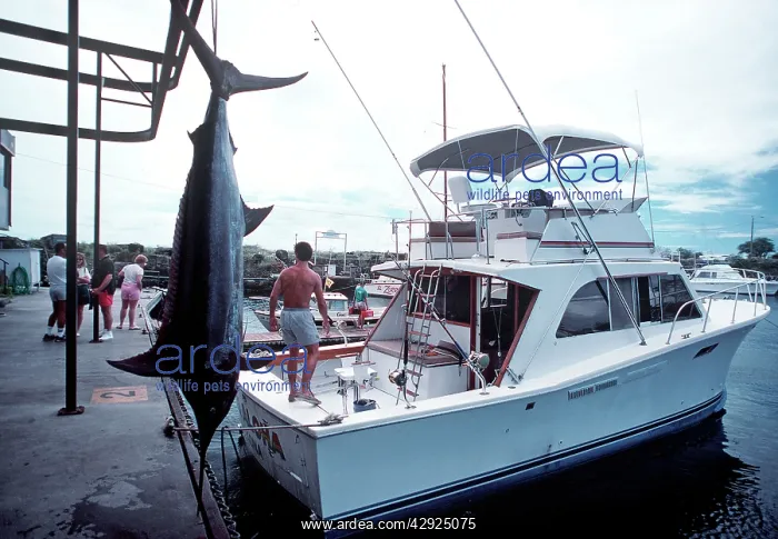 : Marlin - hanging by fishing boat : Marlin - hanging by fishing boat