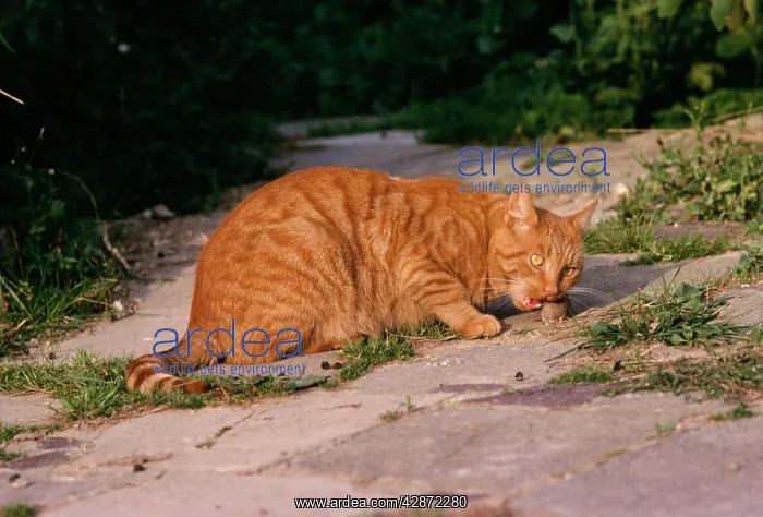  : Marmalade Cat - eating mouse