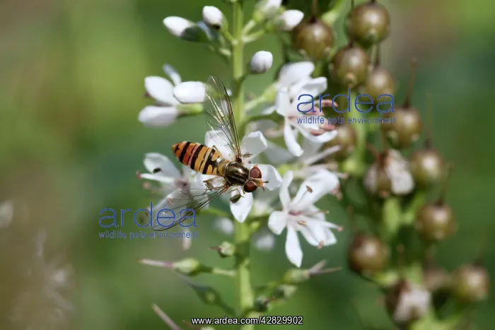 : Marmalade Fly : Marmalade Fly