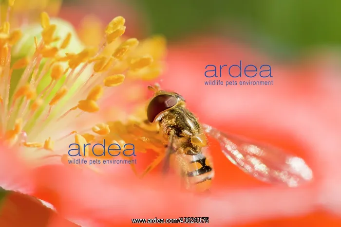 : Marmalade / Hover Fly : Marmalade / Hover Fly