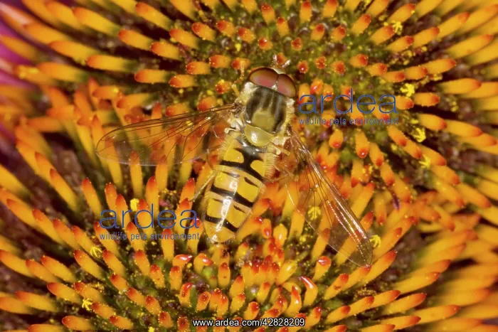 : Marmalade Hover Fly - on Echinacea Flower : Marmalade Hover Fly - on Echinacea Flower