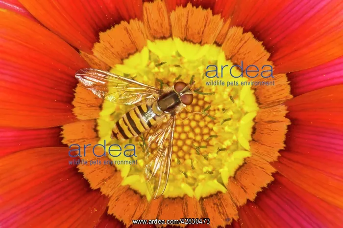 : Marmalade Hover Fly - on Gazania flower : Marmalade Hover Fly - on Gazania flower