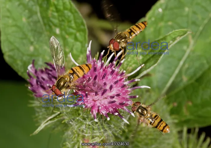 : Marmalade Hoverflies - feeding at Burdock flower : Marmalade Hoverflies - feeding at Burdock flower