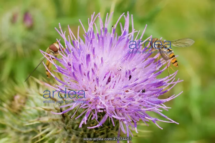 : Marmalade Hoverflies - feeding on thistle flower : Marmalade Hoverflies - feeding on thistle flower