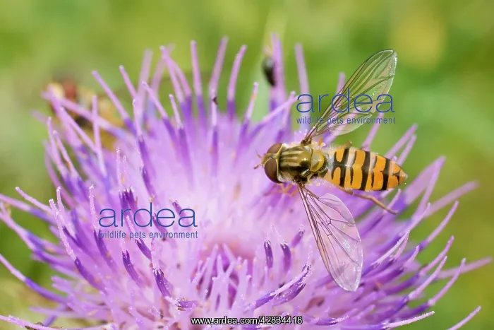 : Marmalade Hoverflies - feeding on thistle flower : Marmalade Hoverflies - feeding on thistle flower