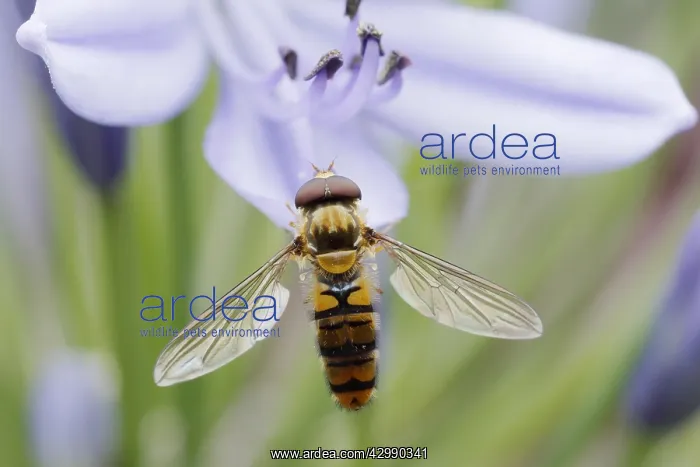 : Marmalade Hoverfly - on Agapanthus Flower Episyrphus : Marmalade Hoverfly - on Agapanthus Flower Episyrphus