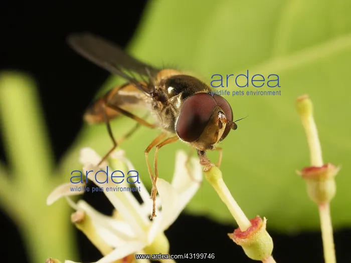 : Marmalade Hoverfly (Episyrphus balteatus) drink : Marmalade Hoverfly (Episyrphus balteatus) drink