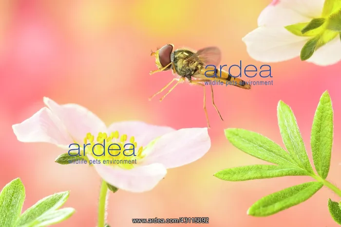 : Marmalade hoverfly (Episyrphus balteatus ) flies : Marmalade hoverfly (Episyrphus balteatus ) flies