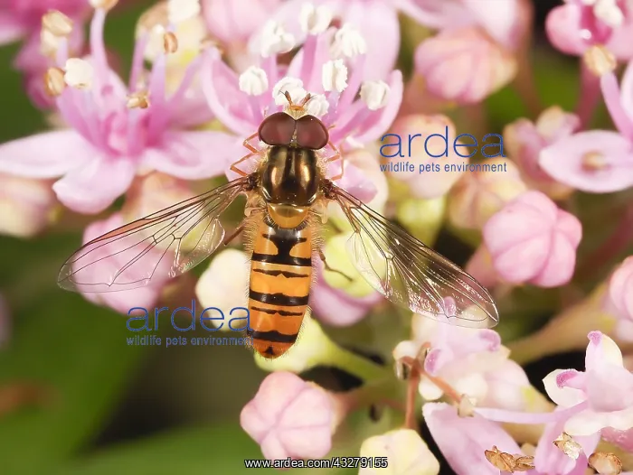 : Marmalade Hoverfly (Episyrphus balteatus) sitti : Marmalade Hoverfly (Episyrphus balteatus) sitti