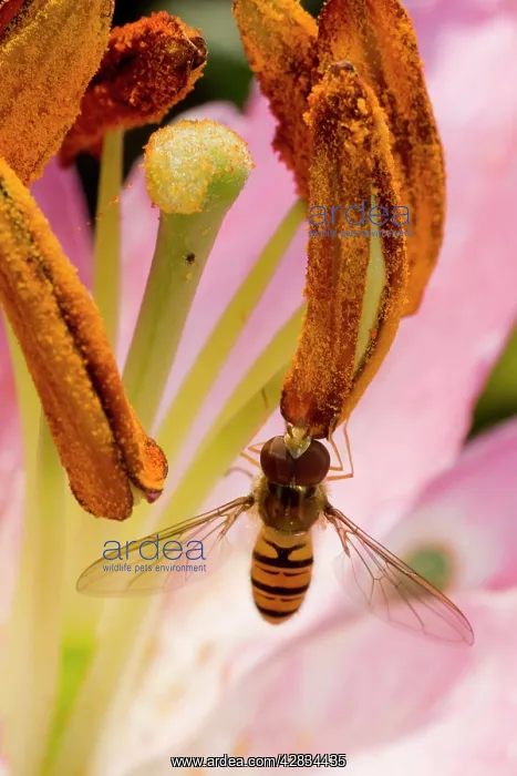 : Marmalade Hoverfly - feeding on lily flower : Marmalade Hoverfly - feeding on lily flower