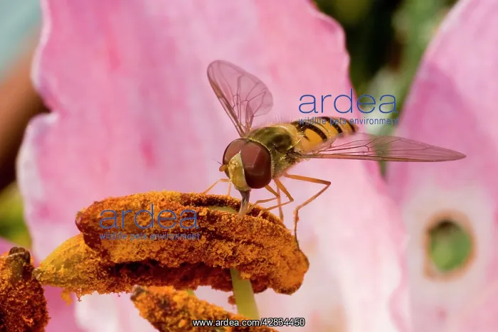 : Marmalade Hoverfly - feeding on lily flower : Marmalade Hoverfly - feeding on lily flower