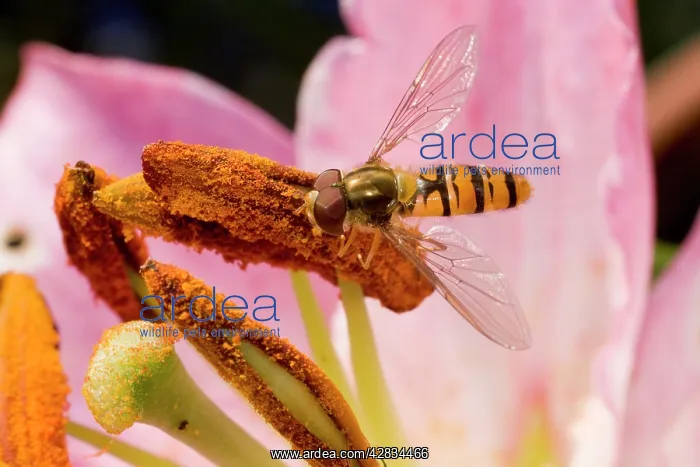 : Marmalade Hoverfly - feeding on lily flower : Marmalade Hoverfly - feeding on lily flower