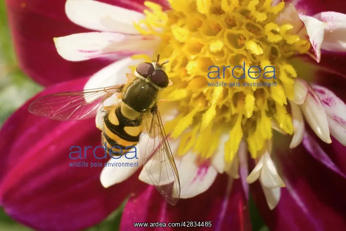  : Marmalade Hoverfly - on flower