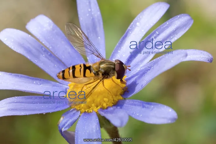 : Marmalade Hoverfly / Fly - (Syrphidae family) - on flower : Marmalade Hoverfly / Fly - (Syrphidae family) - on flower