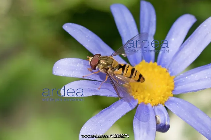 : Marmalade Hoverfly / Fly - (Syrphidae family) - on flower : Marmalade Hoverfly / Fly - (Syrphidae family) - on flower