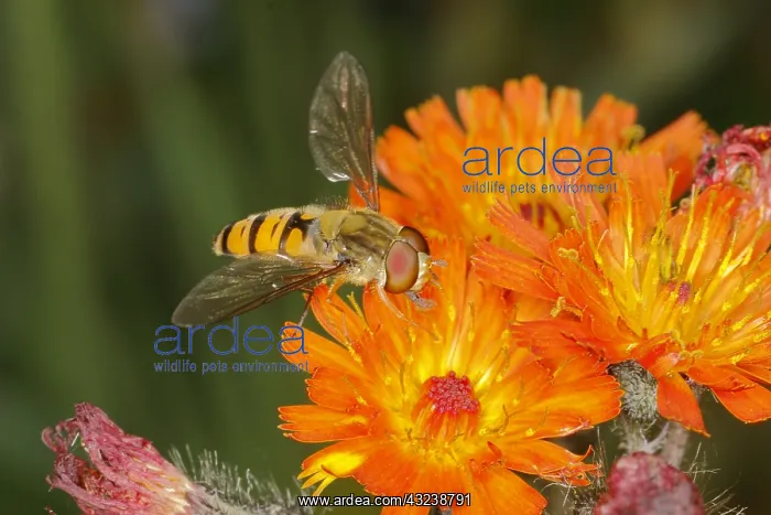 : Marmalade Hoverfly - on Orange Flower Episyrphus : Marmalade Hoverfly - on Orange Flower Episyrphus
