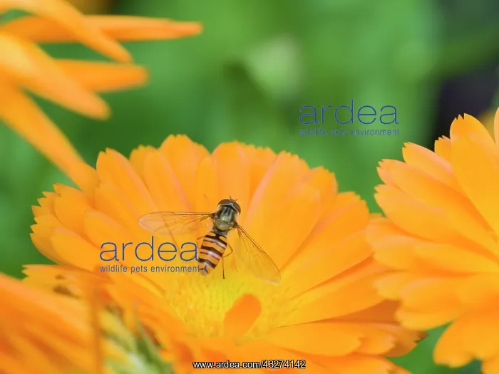 : Marmalade hoverfly resting on calendula flowers : Marmalade hoverfly resting on calendula flowers
