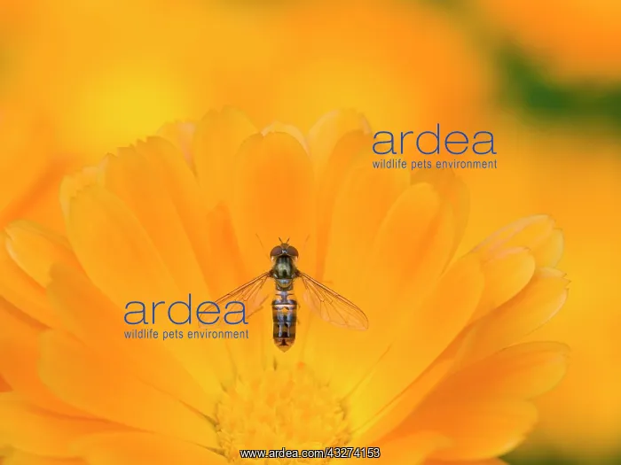 : Marmalade hoverfly resting on calendula flowers : Marmalade hoverfly resting on calendula flowers