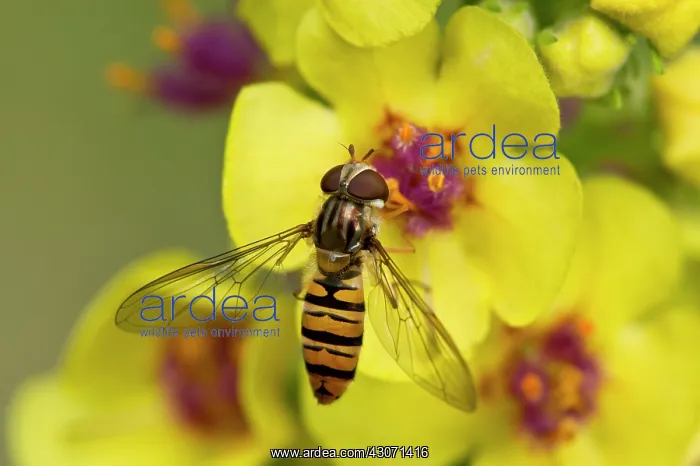 : Marmelade Fly (Episyrphus balteatus) female in Dark : Marmelade Fly (Episyrphus balteatus) female in Dark
