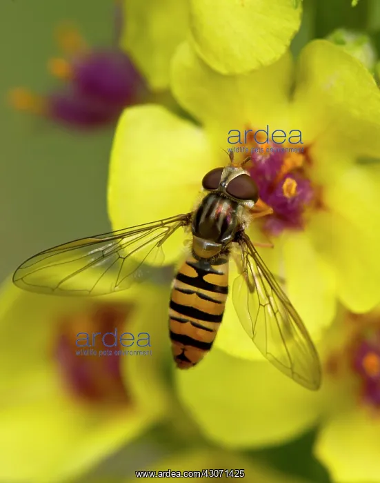 : Marmelade Fly (Episyrphus balteatus) female in Dark : Marmelade Fly (Episyrphus balteatus) female in Dark