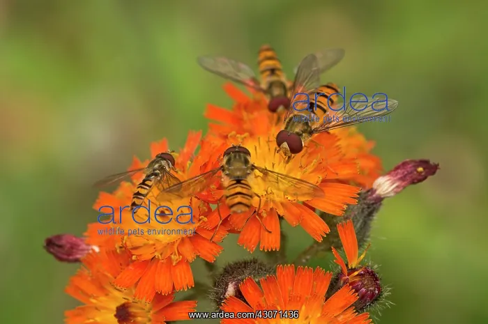 : Marmelade Fly (Episyrphus balteatus) in Orange Hawkweed : Marmelade Fly (Episyrphus balteatus) in Orange Hawkweed