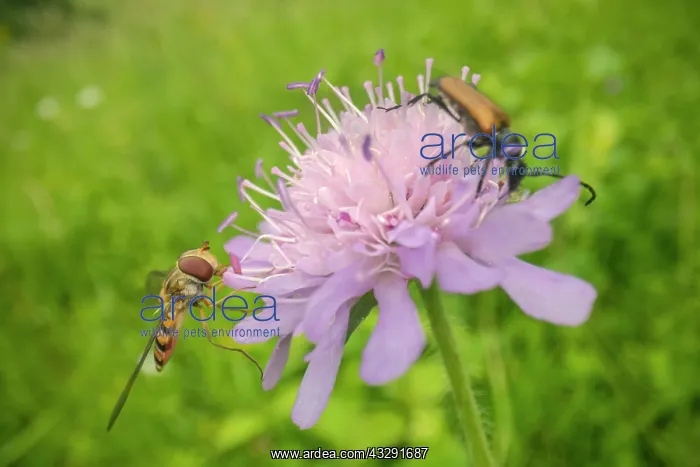 : Marmelade hoverfly - adult hoverfly and Longhorn beetle gath : Marmelade hoverfly - adult hoverfly and Longhorn beetle gath