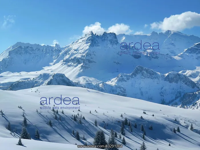 : Marmolada Massif, Dolomites, Italy, Europe : Marmolada Massif, Dolomites, Italy, Europe