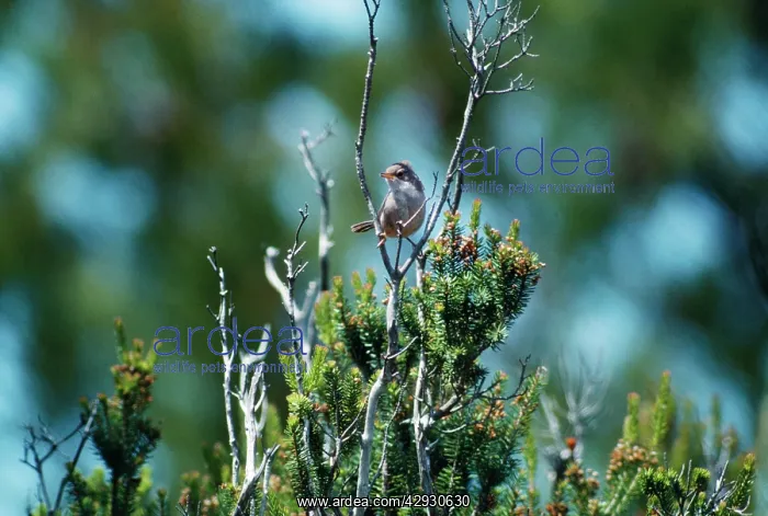 : MarmoraIs WARBLER - juvenile, perched in tree fork : MarmoraIs WARBLER - juvenile, perched in tree fork