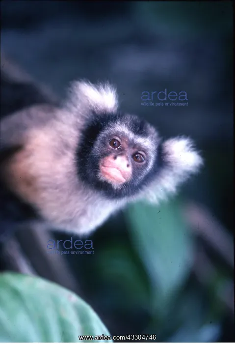 : MARMOSET close-up : MARMOSET close-up