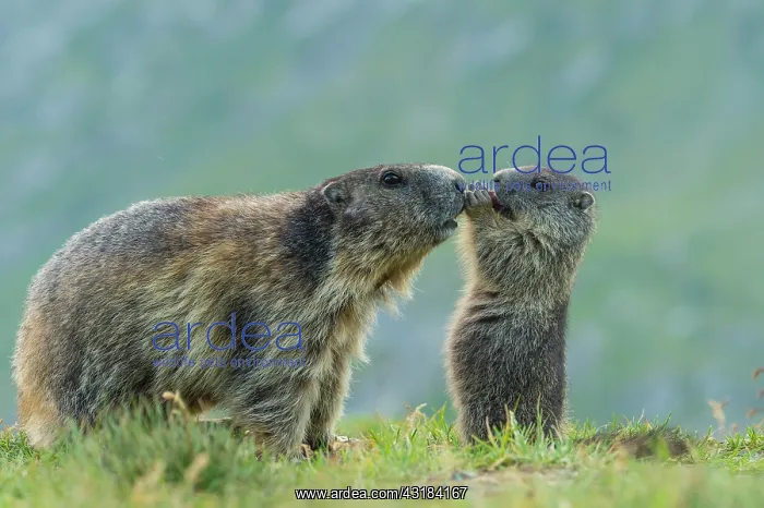 : Marmot, Heiligenblut, Carinthia, Austria, Europe : Marmot, Heiligenblut, Carinthia, Austria, Europe
