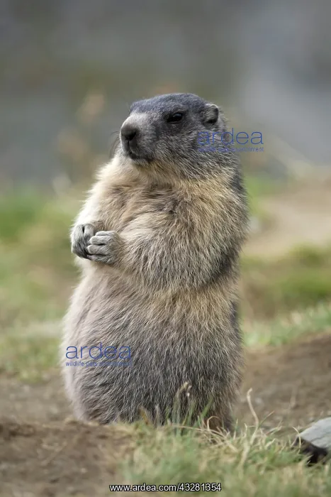 : Marmot (Marmota marmota) stands in a meadow, Gro&, x7e7;lockn : Marmot (Marmota marmota) stands in a meadow, Gro&, x7e7;lockn