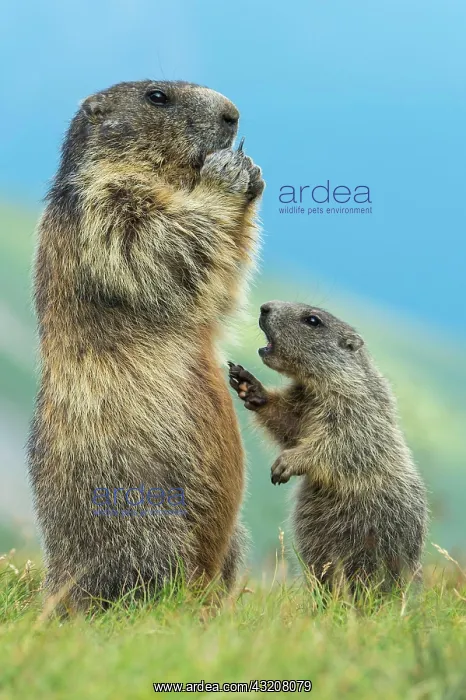 : Marmot (Marmota marmota) with young in the Alps : Marmot (Marmota marmota) with young in the Alps