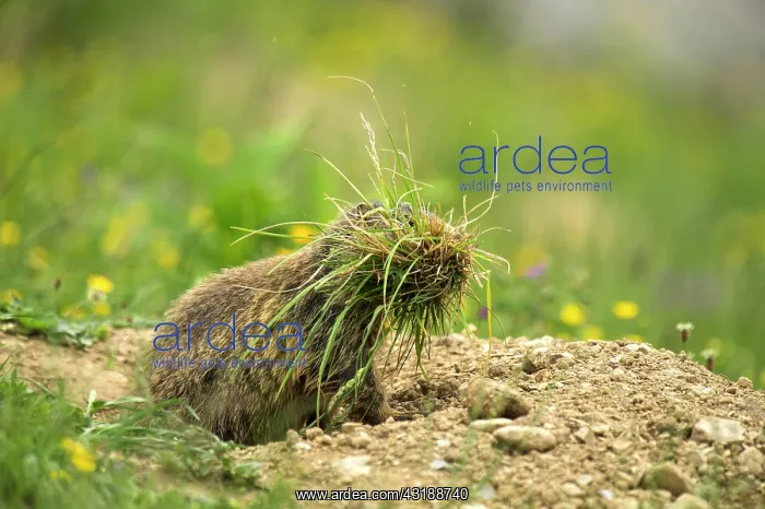 : Marmot (Marmota) with tufts of grass, Arlberg Pass : Marmot (Marmota) with tufts of grass, Arlberg Pass