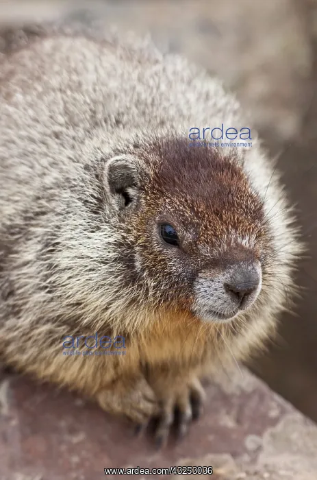 : Marmot at Palouse Falls State Park : Marmot at Palouse Falls State Park