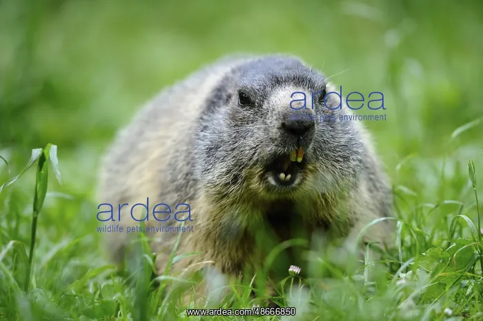 : Marmot sitting in the grass with an attentive look in : Marmot sitting in the grass with an attentive look in