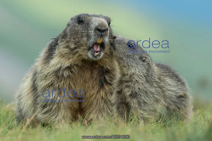 : Marmot with young ( Marmot) animal, Alps, Hohe Tauern : Marmot with young ( Marmot) animal, Alps, Hohe Tauern